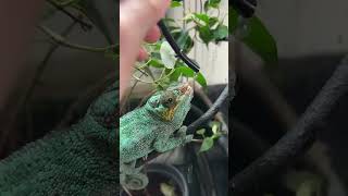 Carl the stubborn chameleon 😅 #chameleon #reptiles #pet #cute