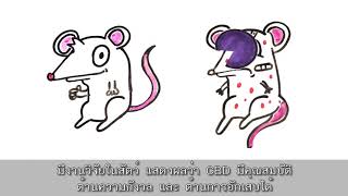 THC vs CBD  What's In Your Weed - ซับไทย