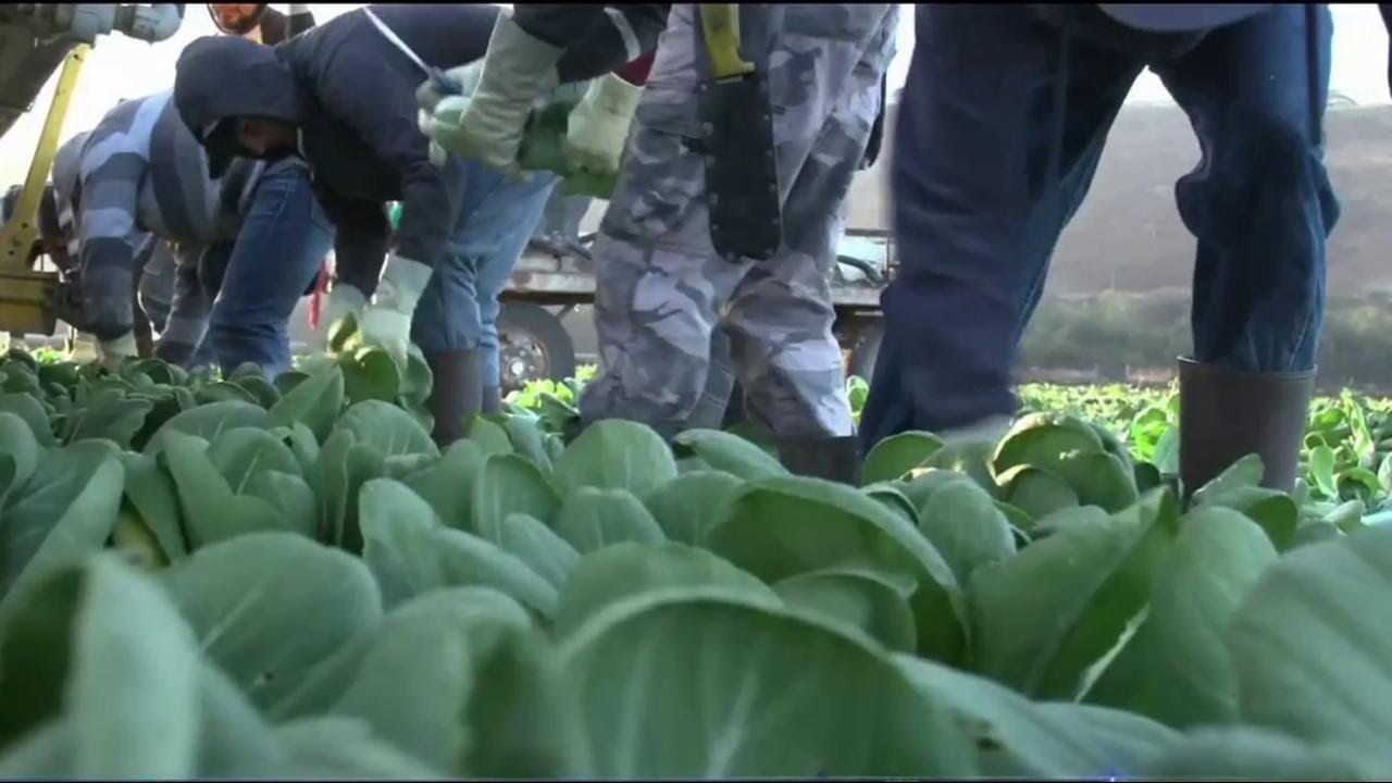 California’s Farms Face Serious Labor Shortage - YouTube