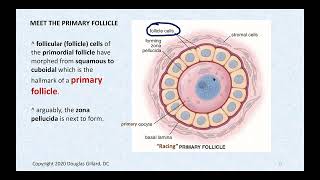 Oogenesis: Let&#39;s Make a Human Egg and Then Get It Out Of the Ovary (Ovulation)