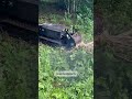 Guarda come il trincia forestale radiocomandato elimina un gruppo di noccioli#trinciaforestale