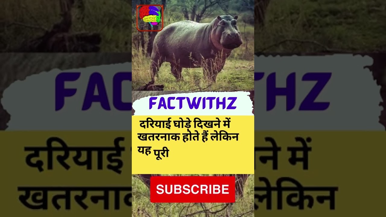 दरियाई घोड़े दिखने में खतरनाक होते हैं लेकिन यह पूरी तरह से एक शाकाहारी जानवर है।