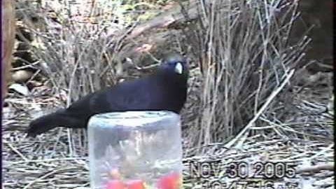 Satin Bowerbird Barrier Problem-Solving Montage