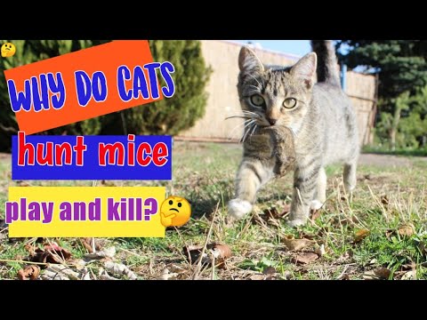 Video: Varför äter min katt mus?