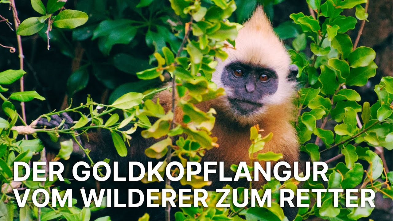 Der Goldkopflangur | Vom Rande des Aussterbens zur Hoffnung