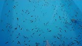 金魚の稚魚 ２週間目 Goldfish Youtube