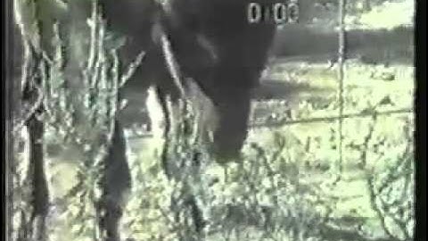 How Animals Learn Foraging Skills