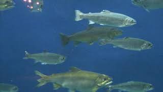 イトウのいる水族館は？飼育展示施設とイトウ情報まとめ - アリエス