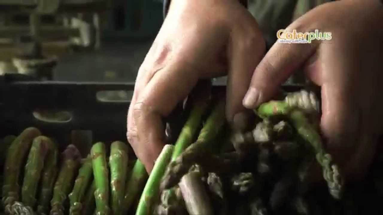 Food File Live - From Field to Fork...