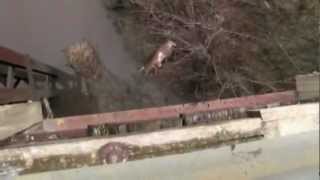 Deer suicide jump montage
