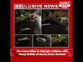 Five Cows Killed in Midnight Collision with Heavy Vehicle at Verna; Driver Arrested