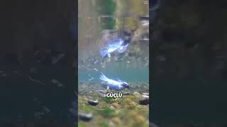 Bu Kuş Balık Gibi Yüzüyor