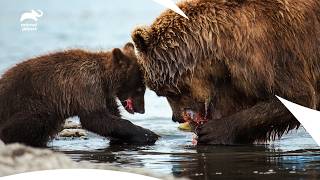 Mama Brown Bear Teaches Cubs to Catch Salmon Fish | Wild Fighters | Animal Planet India