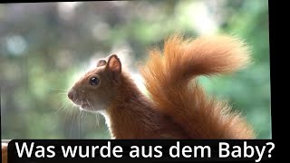 Was Wurde Aus Unserem Eichhörnchen Baby? What Happened To Our Baby Squirrel?