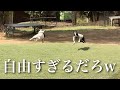 自由に走りすぎてブルーインパクトみたいになるボストンテリアとフレンチブルドッグ
