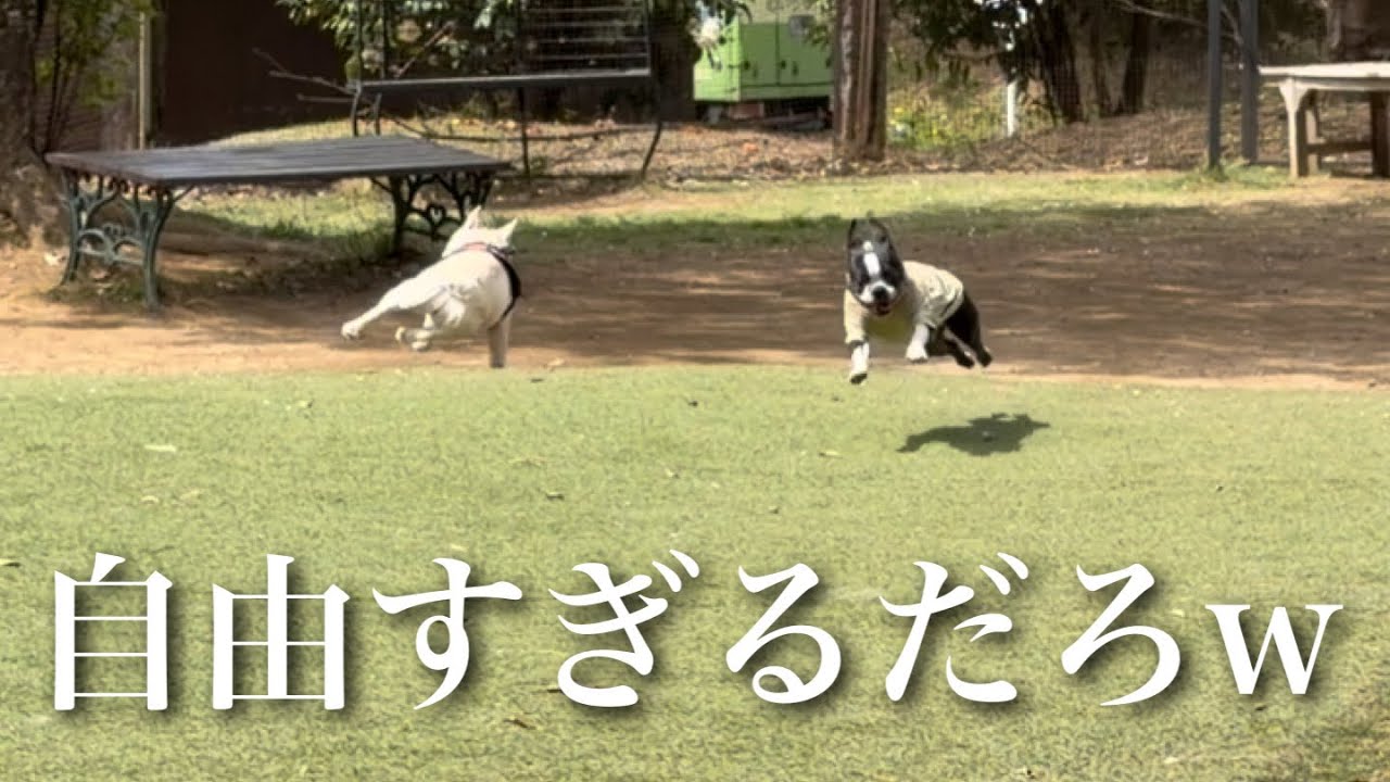 自由に走りすぎてブルーインパクトみたいになるボストンテリアとフレンチブルドッグ
