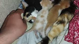 #cat #newborn #kittens Cat with cute new born kittens