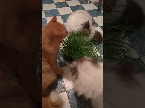 Video: Utopení (téměř Utonutí) U Koček