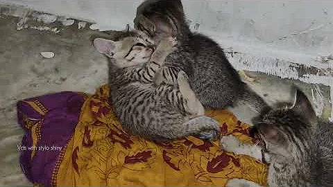 Watch the video about 😂 Funniest Cats Videos 😺🐶 || 🥰😹 Hilarious Animal Compilation №770