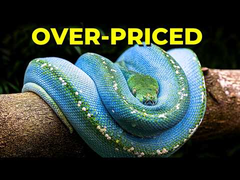 Why Designer Green Tree Pythons Are a Problem