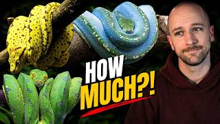 Why Designer Green Tree Pythons Are a Problem