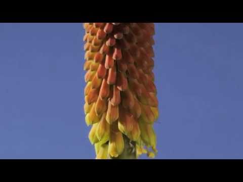 Video: Kweek Tulpe In 'n Kweekhuis (19 Foto's): Watter Siektes Kan Tydens Dwinging Voorkom? Hoeveel Tulpe Groei? Voedingsreëls
