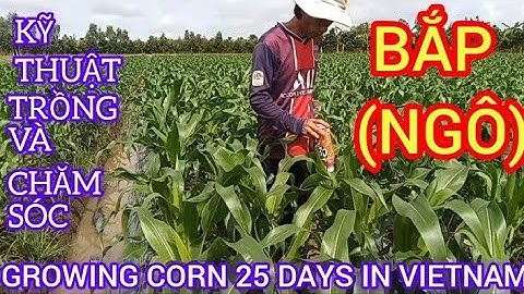 KỸ THUẬT TRỒNG VÀ CHĂM SÓC BẮP (NGÔ) 25 NGÀY GROWING CORN 25 DAYS IN VIETNAM#303|Giải Trí Miền Tây