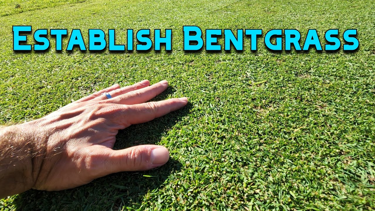 Seeding a BACKYARD PUTTING GREEN Step 2 Establishment YouTube