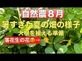 【自然農8月】暑すぎた夏の畑の様子・大根の準備(2024年8月)