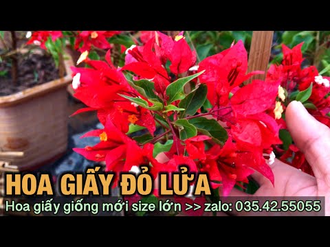 Hoa Giấy Màu Đỏ - Hoa giấy đỏ lửa - Red Samba ( size lớn )-Trung kiên garden, zalo: 035.42.55055 & 0977.999.046.