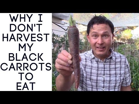 Video: What Is Black Carrot