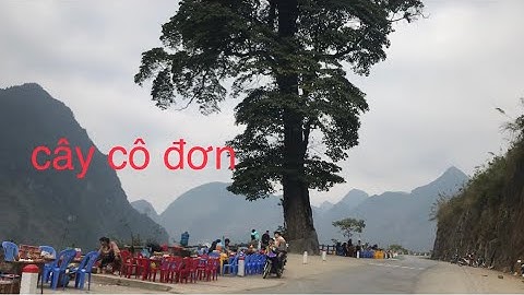 cây cô đơn ở xã cán tỷ quản bạ hà giang. điểm du lịch ngắm cảnh tuyệt vời. nơi biên giới việt trung