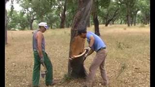 Korek - Sklizeň Korkové Kůry.avi