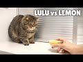 I Found LuLu’s Worst Enemy! | Kittisaurus