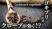 メリットしかない ゴキブリを寄せ付けない最強植物 アロマティカス Youtube メリットしかない ゴキブリを寄せ付けない最強植物 アロマティカス Youtube