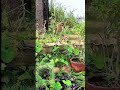 Mystic Woods Goa | Amazing Butterfly Conservatory Goa | Butterfly Conservatory | Butterfly Garden P7