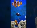fish ++++