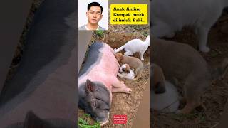 Anak Anjing Koq Netek Nya Di Babi anjing anjinglucu hewanpeliharaan