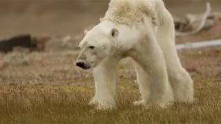 Les images bouleversantes d'un ours polaire affamé agonisant