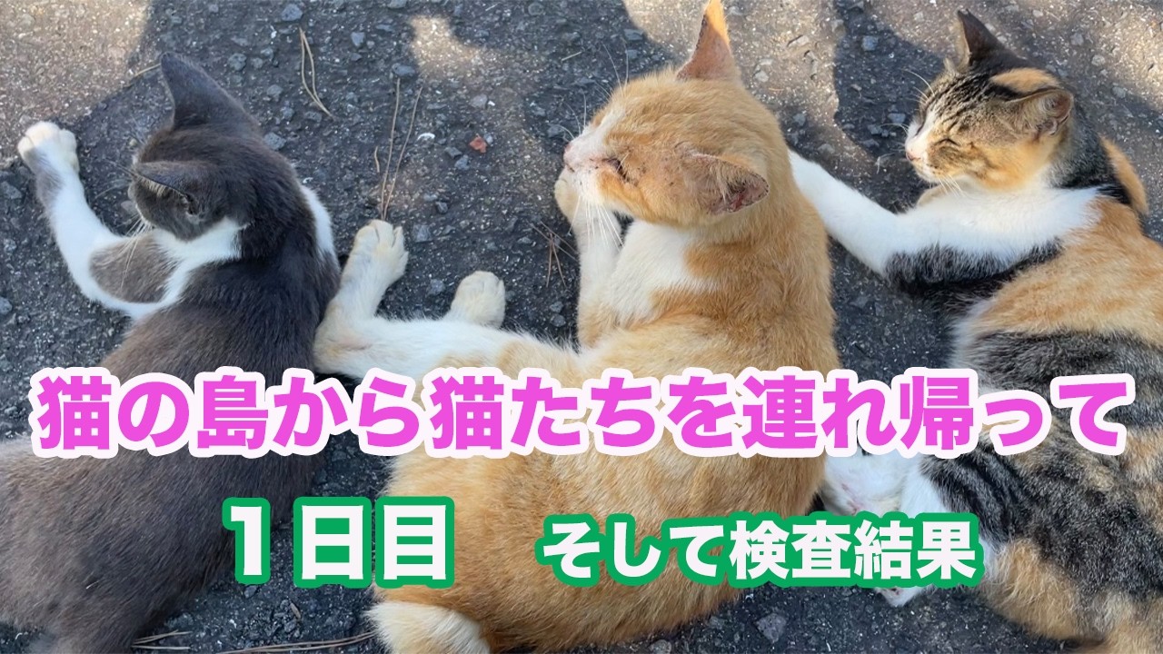 猫島から【ボロボロガリガリ】の猫たちを連れ帰って１日目そして検査結果