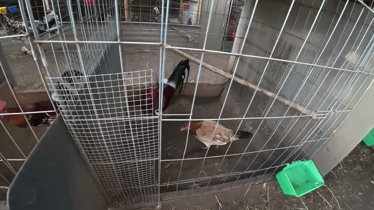 Suscribete y dale like D.M.Z game farm 