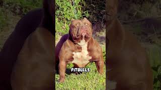3 Most Powerful Dogs 🐕😳#ytshorts #animals #wildlife