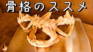 78 鯛の歯の骨格標本作り方 魚拓もいいけど歯型はいかが 夏休みの自由研究にも 骨の仕組みや命の重み Youtube