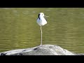 足が長すぎる鳥