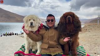 Explore the Most Sacred Lake of Tibet and the Most Isolated Monastery in Yamdrok Lake, Tibet by Tibet Travel ( Tibet Vista ) 158,941 views 1 year ago 21 minutes