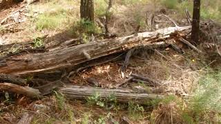 Cemetery to Dam Tracking Cattledog