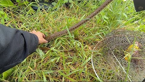 Thăm Lờ Cá Lóc Thiên Nhiên Dính Phải Thứ Hung Dữ Săn Mồi Kéo Cái Lờ Đi Xa Cả Mét 