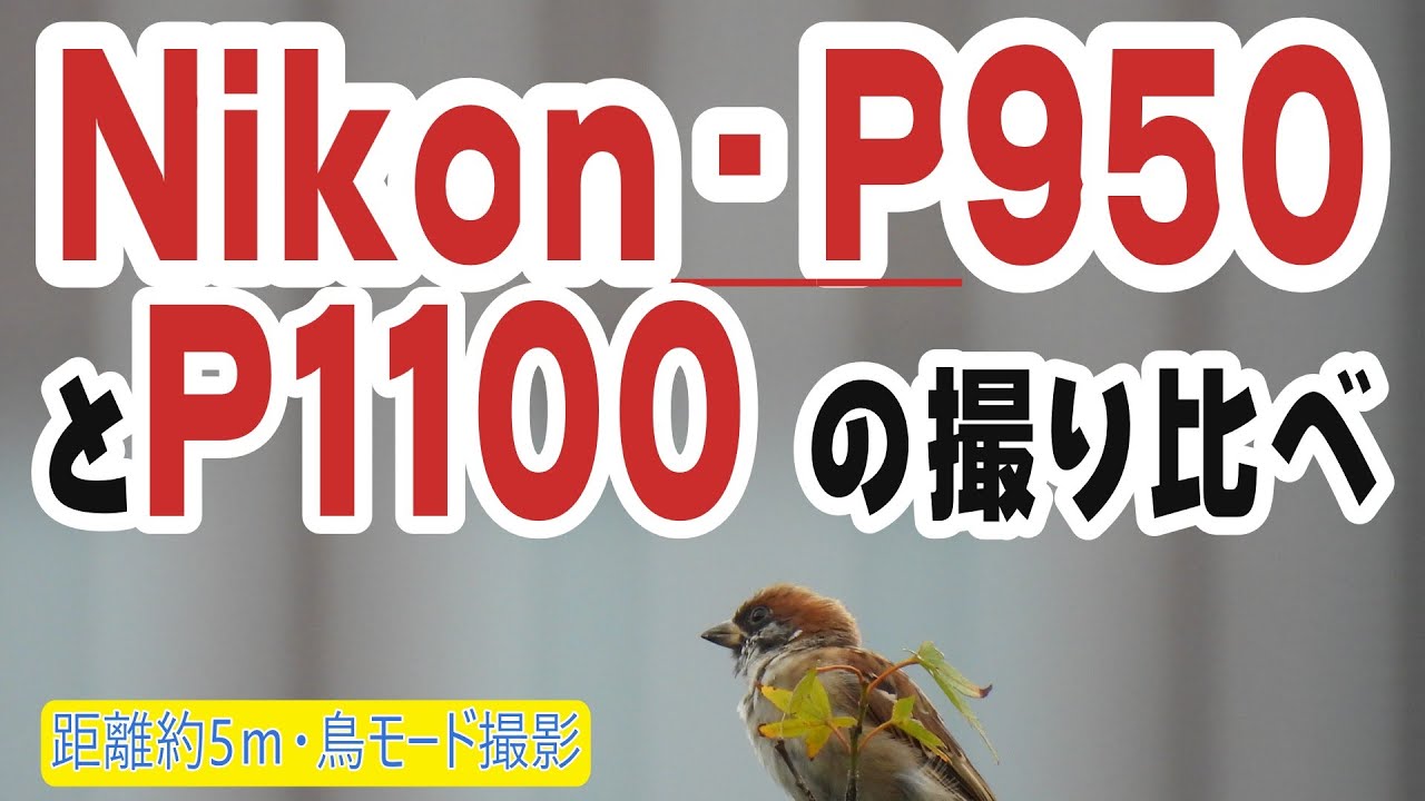 Nikon P950とP1100の撮り比べ