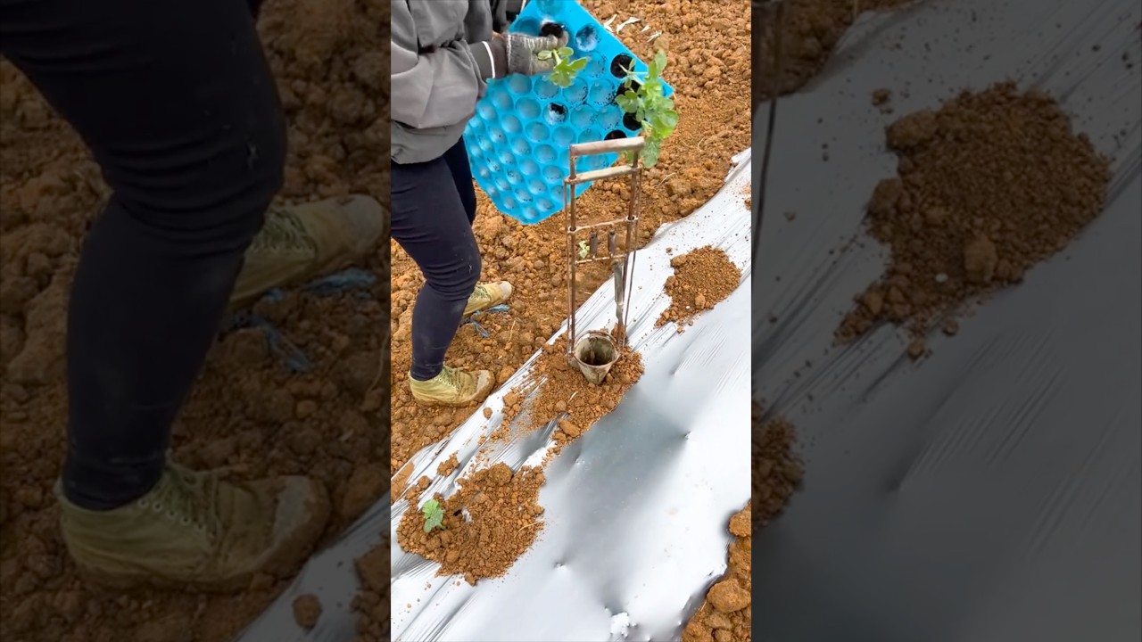 Fastest Way to Plant Seedlings 