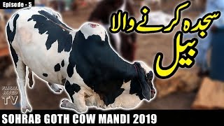 COW MANDI SOHRAB GOTH 2019 KARACHI | Episode – 5 | Video in URDU/HINDI